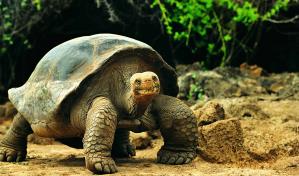 Tortugas gigantes criadas en cautiverio retornan a su hábitat en Galápagos