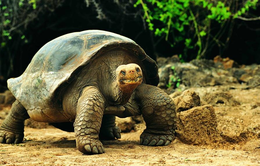 Tortugas gigantes criadas en cautiverio retornan a su hábitat en Galápagos