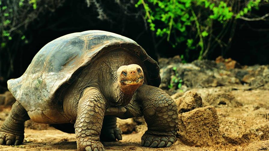 Tortugas gigantes criadas en cautiverio retornan a su hábitat en Galápagos Tortugas gigantes criadas en cautiverio retornan a su hábitat en Galápagos