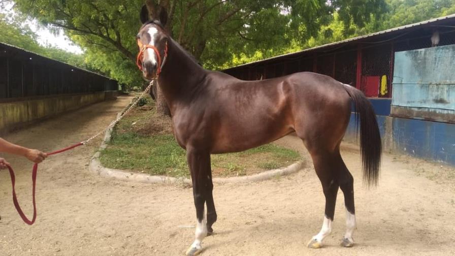Sortearán caballos de carreras procedentes de Puerto Rico