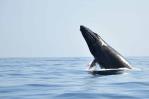Regresan las ballenas a Samaná: costo, hospedaje, tours y más datos útiles Regresan las ballenas a Samaná: costo, hospedaje, tours y más datos útiles