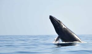 Regresan las ballenas a Saman&aacute;: costo, hospedaje, tours y m&aacute;s datos &uacute;tiles