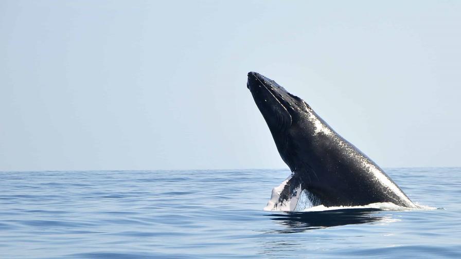 Regresan las ballenas a Samaná: costo, hospedaje, tours y más datos útiles