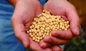 La soya de EE. UU. promueve, a través de la sostenibilidad, buena nutrición y salud global