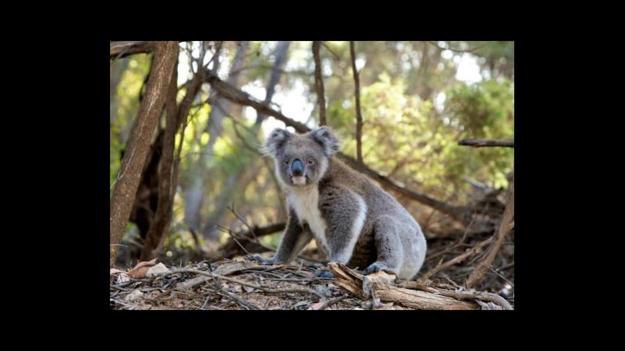 Extinción de animales obstaculiza la adaptación de plantas al calentamiento global Extinción de animales obstaculiza la adaptación de plantas al calentamiento global