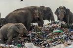 Otros dos elefantes mueren por consumir plástico en Sri Lanka
