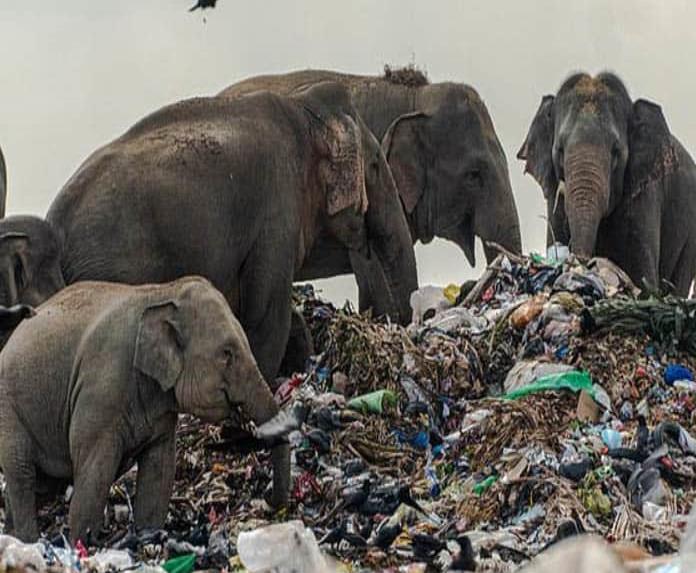 Otros dos elefantes mueren por consumir plástico en Sri Lanka