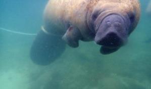 Abren investigación para sancionar a las personas que maltrataron a manatí Juanita