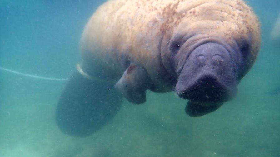 Manatí Juanita tenía en sus intestinos restos de plásticos; se presume que murió de un infarto Manatí Juanita tenía en sus intestinos restos de plásticos; se presume que murió de un infarto