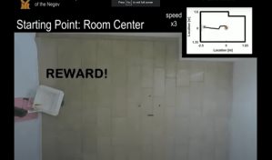 VIDEO ¿Pueden los peces conducir un vehículo en tierra?