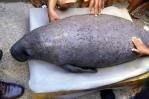 Agreden a manatí Juanita en barrios a orillas del río Ozama Agreden a manatí Juanita en barrios a orillas del río Ozama