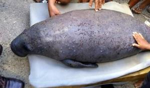 Agreden a manat&iacute; Juanita en barrios a orillas del r&iacute;o Ozama