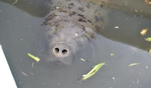 Moradores de Sabana Perdida que agredieron manatí Juanita piden disculpas