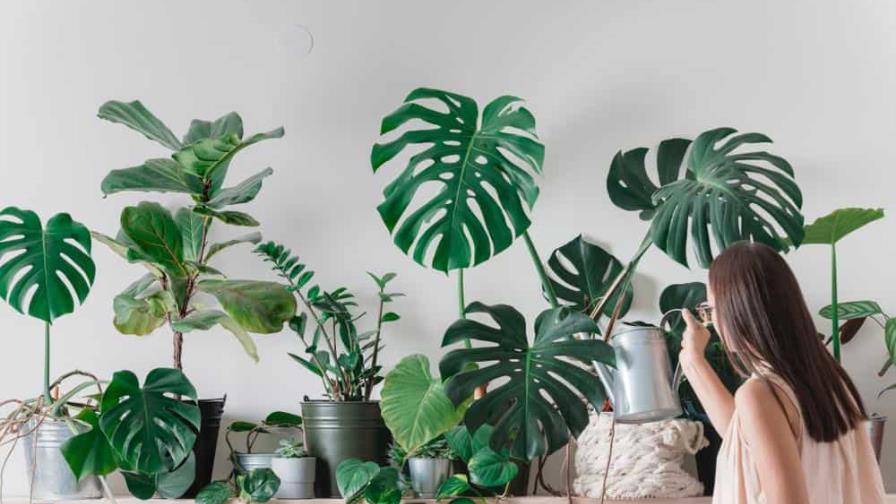 Seis plantas que duran más tiempo sin regar Seis plantas que duran más tiempo sin regar