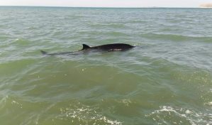 Se trata de una ballena picuda, el animal marino encontrado muerto en Montecristi