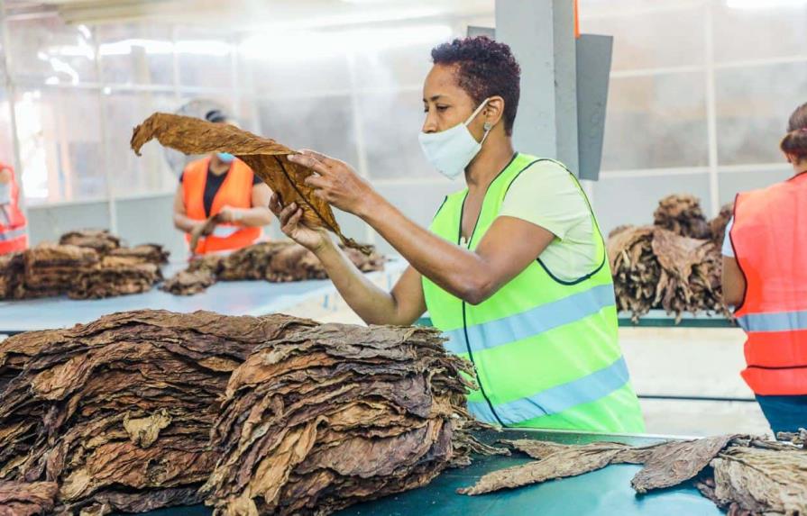 RD rompe récord de exportación de tabaco en 2021 con US$1,236 millones