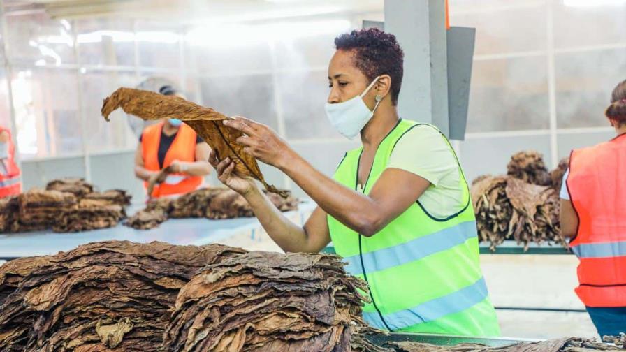 RD rompe récord de exportación de tabaco en 2021 con US$1,236 millones RD rompe récord de exportación de tabaco en 2021 con US$1,236 millones