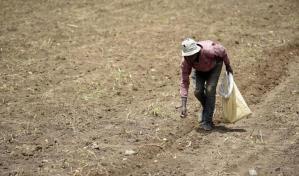 Cambios culturales y económicos influyen en que dominicanos no quieran laborar en el campo