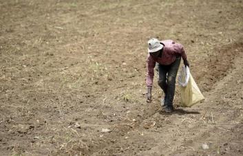 Cambios culturales y económicos influyen en que dominicanos no quieran laborar en el campo