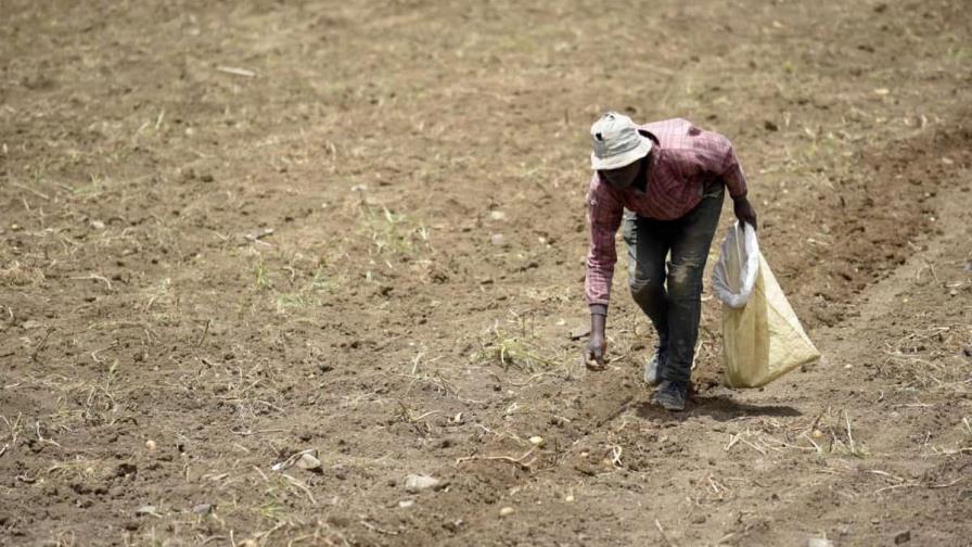 Cambios culturales y económicos influyen en que dominicanos no quieran laborar en el campo