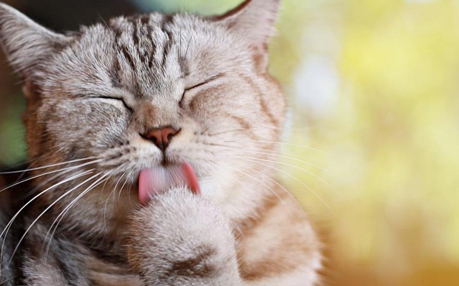 Gatos sin pelos en la lengua
