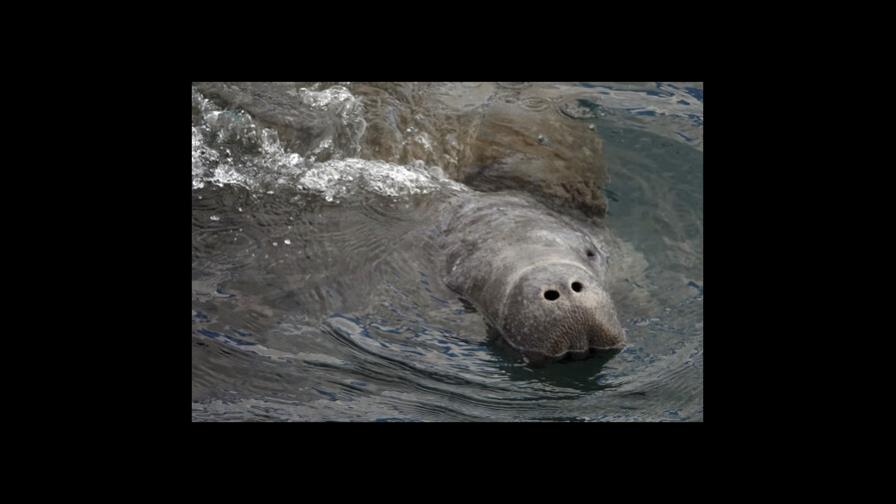 Florida: Manatíes en riesgo comen lechuga en programa piloto