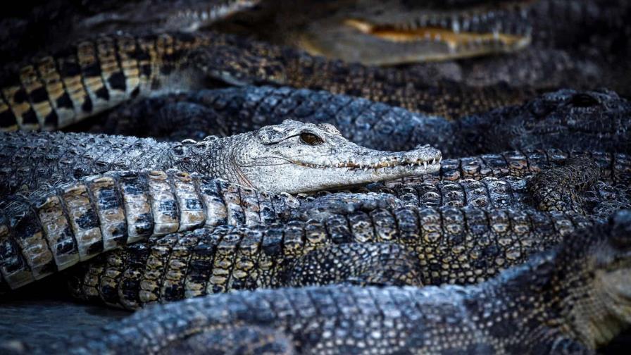 El precio del cerdo dispara la demanda de carne de cocodrilo en Tailandia El precio del cerdo dispara la demanda de carne de cocodrilo en Tailandia