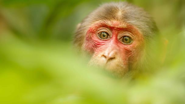 OMS denuncia ataques contra monos en Brasil por temor a viruela del mono