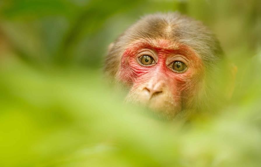 OMS denuncia ataques contra monos en Brasil por temor a viruela del mono