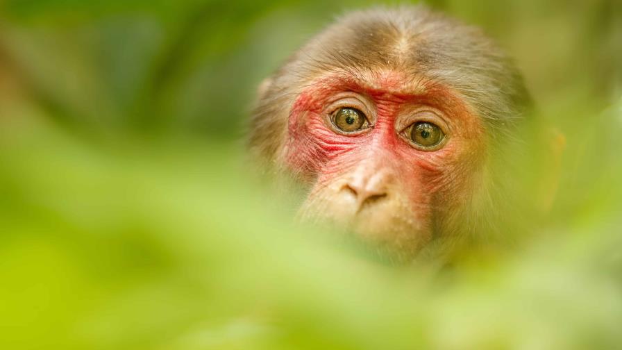 OMS denuncia ataques contra monos en Brasil por temor a viruela del mono