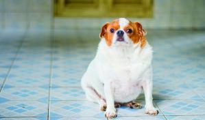 Mi perra está muy gorda