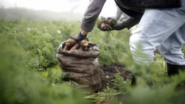 Gobierno anuncia incrementará producción agrícola para mantener estabilidad en precios