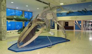 Publican nuevo número de la revista científica Novitates Caribaea