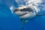 Aumentan ataques de tiburón en el mundo tras 3 años de bajas Aumentan ataques de tiburón en el mundo tras 3 años de bajas