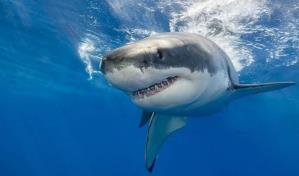 Aumentan ataques de tiburón en el mundo tras 3 años de bajas