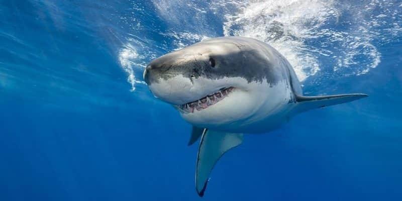 Aumentan ataques de tiburón en el mundo tras 3 años de bajas