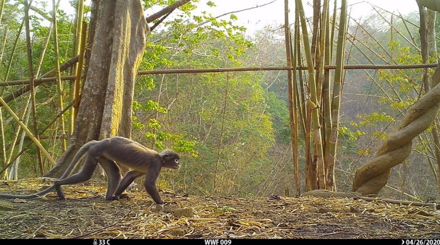 Un mono con ojeras blancas entre las 224 especies descubiertas en el Mekong