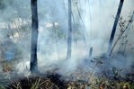 Medio Ambiente investiga si fue intencional el incendio de Loma Miranda Medio Ambiente investiga si fue intencional el incendio de Loma Miranda