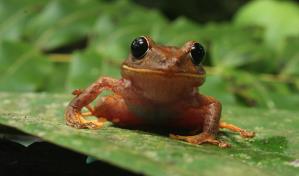Descubrieron una nueva especie de rana: la bautizaron Greta Thunberg