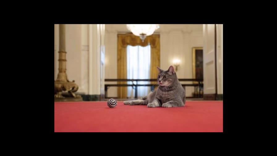 Los Biden llevan a un gato a la Casa Blanca Los Biden llevan a un gato a la Casa Blanca