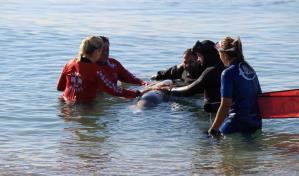 Una ballena zifio en estado crítico queda varada en una playa de Atenas