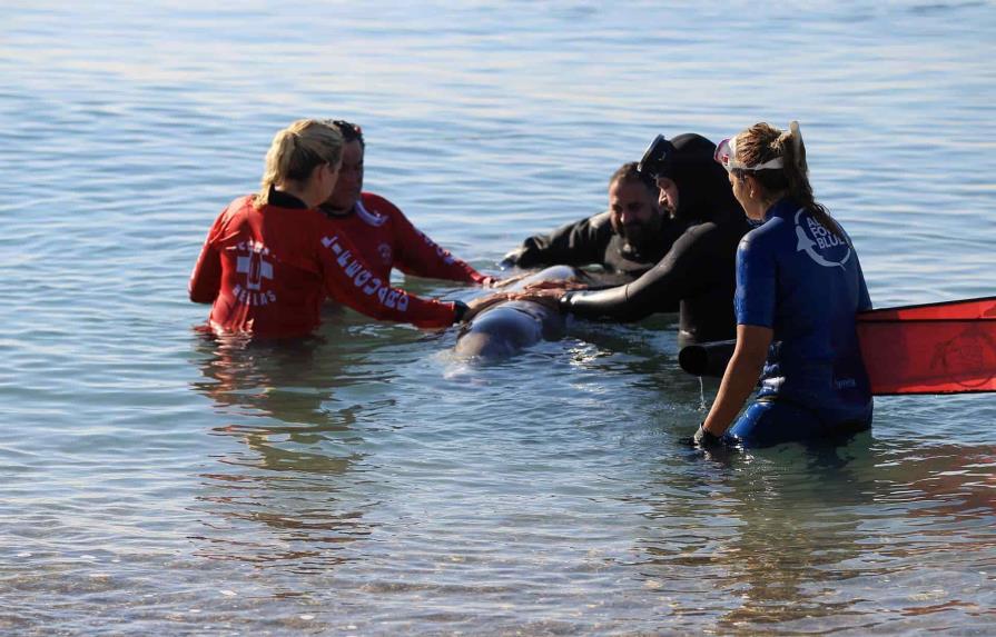 Una ballena zifio en estado crítico queda varada en una playa de Atenas