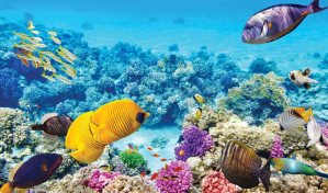 Australia anuncia US$700 millones para proteger la Gran Barrera de Coral