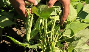 Plaga afecta entre 40 y 50 % de la producción de habichuelas en San Juan