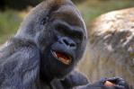 Fallece el gorila más viejo del mundo en zoo de Atlanta