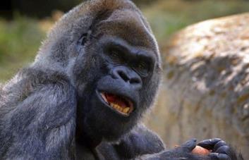 Fallece el gorila más viejo del mundo en zoo de Atlanta