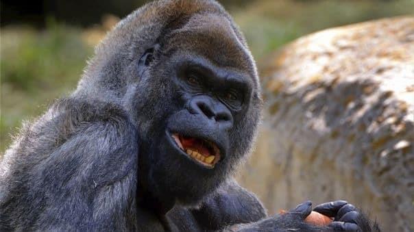 Fallece el gorila más viejo del mundo en zoo de Atlanta