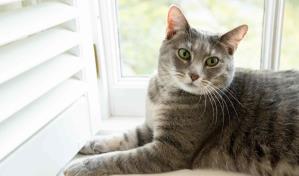 Willow, una gata atigrada, la nueva mascota de los Biden en la Casa Blanca