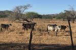 Sequía afecta agricultores y ganaderos de la Línea Noroeste