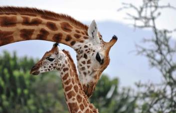 Piden devolver jirafas a África, tras malos tratos en un zoológico en Brasil